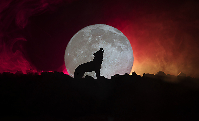 포토 JPG 해외이미지 모양 동물 실루엣 야생동물 백그라운드 컨셉 포유류 자연 하늘 털 사람없음 파란색 빛 머리 검은색 어둠 황혼 새벽 할로윈 자유 달 황무지 개 야간 큼 신비 가득함 심볼 사냥 귀 팩 칠면조 송곳니 나쁜 카피스페이스 존경 해외202009 무례 해외포토 자연요소 컬러 조류 촬영기법 신체부위 일몰 화장품 공백 치아 크기 생태계 파일형식