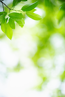 포토 JPG 해외이미지 나무 식물 계절 백그라운드 컨셉 잎 패턴 자연 벽지 추상 잔디 사람없음 초록색 빛 컬러풀 햇빛 태양 우주 환경 정원 맑음 봄 성장 신선 숲 질감 보케 부드러움 내추럴 블러 생태학 카피스페이스 그리너리 효과 해외202009 해외포토 자연요소 교육 컬러 무늬 날씨 공백 감각 생태계 파일형식 트랜드컬러