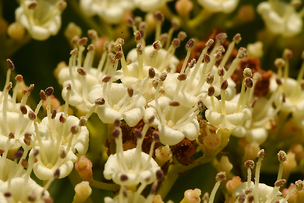 포토 JPG 해외이미지 식물 꽃잎 꽃 줄기 자연 씨앗 사람없음 민들레 그리너리 해외202009 해외포토 생태계 파일형식 트랜드컬러