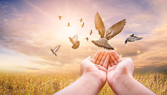 포토 JPG 해외이미지 구름 라이프스타일 손 웰빙 감정 실루엣 종교 선 컨셉 포옹 자연 조류 하늘 건강 사랑 사람 사람없음 야외 여름 햇빛 평화 희망 고요 일몰 자유 기도 영혼 좌절 순수 명상 비둘기 신성 추수감사절 신앙심 존경 해외202009 해외포토 자연요소 동물 계절 기독교 안기 촬영기법 생활 신체부위 태양 노을 생태계 파일형식