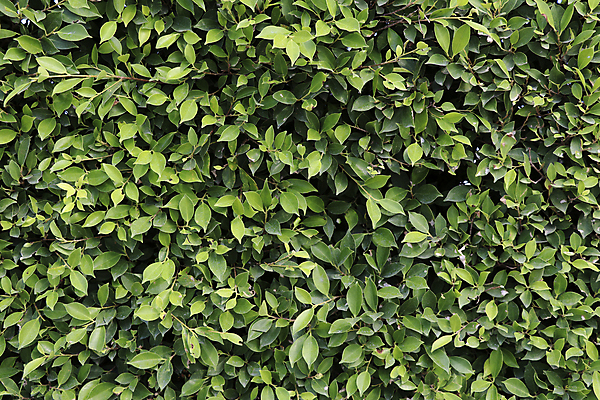 포토 JPG 해외이미지 나무 식물 디자인 계절 공원 벽 줄기 백그라운드 잎 패턴 자연 벽지 추상 사람없음 야외 장식 초록색 여름 울타리 환경 정원 어둠 봄 성장 신선 숲 작음 묘사 유기농 질감 내추럴 떠남 인공 그리너리 해외202009 해외포토 웰빙 공공시설 컬러 무늬 모션 담장 크기 생태계 파일형식 트랜드컬러