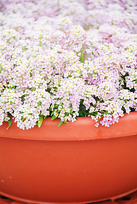 포토 JPG 해외이미지 식물 꽃잎 꽃 백그라운드 잎 꽃무늬 자연 종류 사람없음 초록색 여름 정원 보라색 봄 성장 덮개 벚꽃 흰색 신선 개화 달콤 원예 내추럴 땅바닥 셀프 맛있는 해외202009 해외포토 계절 컬러 무늬 바닥 취미 뚜껑 맛 생태계 파일형식