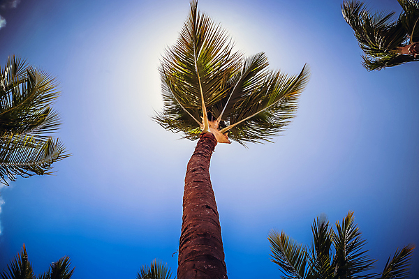 포토 JPG 해외이미지 나무 식물 구름 실루엣 바다 섬 여행 백그라운드 잎 자연 벽지 하늘 휴가 휴식 손바닥 풍경 사람없음 야외 초록색 여름 파란색 빛 햇빛 태양 맑음 일몰 수확 휴양지 복고 캘리포니아 코코넛 카리브해 내추럴 도미니카공화국 이국적 파라다이스 카피스페이스 해외202009 해외포토 자연요소 손 계절 컬러 컨셉 농업 과일 날씨 촬영기법 노을 미국 공백 장소 남아메리카 생태계 파일형식