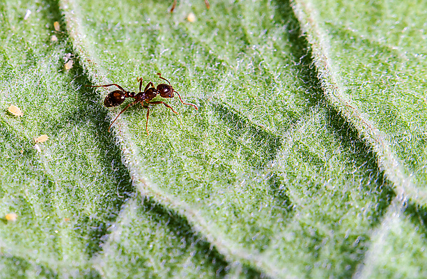 포토 JPG 해외이미지 식물 동물 야생동물 음식 곤충 백그라운드 잎 관계 자연 생물 사람없음 가로 빨간색 초록색 정원 손상 업무 닫기 달콤 해충 벌레 군중 설탕 묘사 보안 개미 찌르기 내추럴 돌봄 떠남 식민지 해외202009 해외포토 컬러 컨셉 모션 안전 사람 작업 맛 생태계 파일형식
