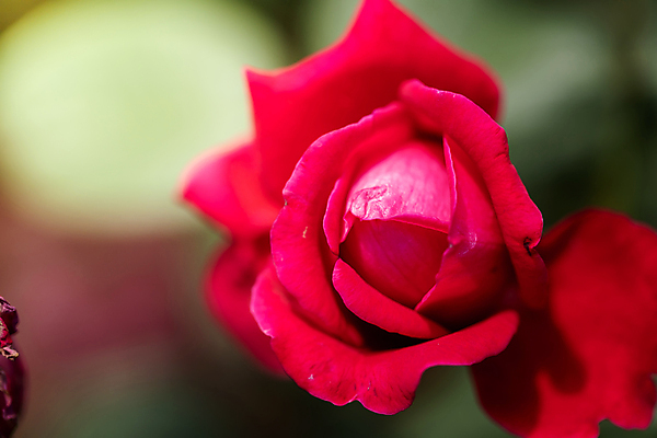 포토 JPG 해외이미지 식물 계절 꽃 분홍색 백그라운드 잎 밭 비즈니스 자연 불꽃 선물 사랑 풍경 초원 사람없음 야외 장식 빨간색 초록색 여름 햇빛 장미 노란색 상점 봄 벚꽃 가을 흰색 그룹 시장 허브 주기 원예 제비 해외202009 해외포토 감정 컬러 농업 모션 조류 불 취미 태양 생태계 파일형식