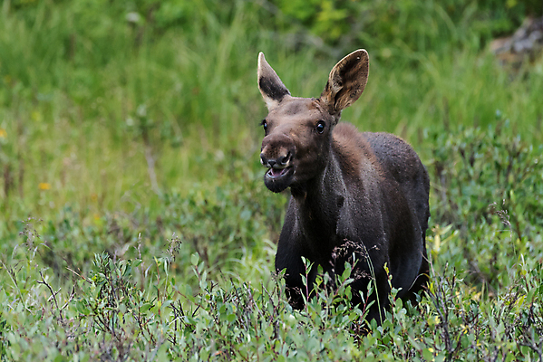 포토 JPG 해외이미지 동물 호수 야생동물 포유류 자연 산 털 종류 사람없음 물 갈색 어둠 코트 종 흰색 소나무 소 습지 숲 위험 큼 시원함 속눈썹 버드나무 황소 코 귀 무거움 주둥이 송아지 엘크 콜로라도 벨벳 해외202009 해외포토 자연요소 나무 새끼 컬러 컨셉 신체부위 미국 외투 무게 크기 실크 눈썹 생태계 파일형식