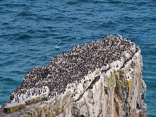 포토 JPG 해외이미지 유럽 야생동물 바다 날개 자연 조류 사람없음 검은색 흰색 둥지 내추럴 동물상 식민지 펨브룩셔 해외202009 해외포토 동물 나라 컬러 조형물 생태계 파일형식
