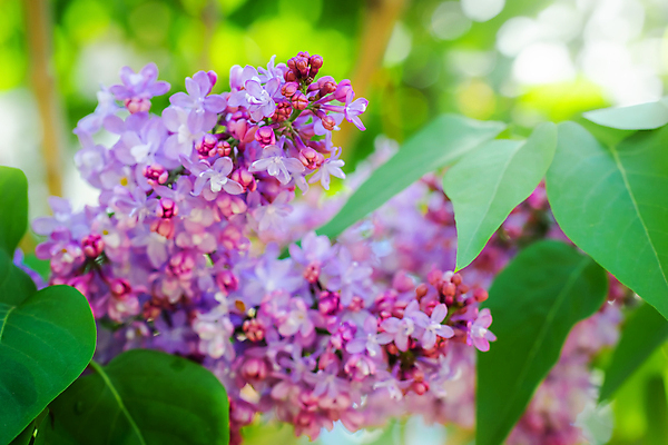 포토 JPG 해외이미지 나무 식물 계절 공원 꽃잎 꽃 야생동물 분홍색 백그라운드 꽃무늬 자연 사람없음 야외 정원 맑음 보라색 봄 성장 벚꽃 나뭇가지 개화 체리 그룹 소프트포커스 큼 5월 다발 보케 부드러움 라일락 파스텔톤 해외202009 해외포토 동물 공공시설 컬러 무늬 과일 날씨 촬영기법 감각 날짜 크기 생태계 파일형식