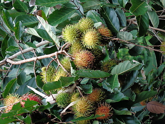 포토 JPG 해외이미지 나무 식물 계절 아시아 음식 백그라운드 잎 농업 다이어트 과일 재료 자연 디저트 건강 동양인 사람없음 야외 초록색 컬러풀 정원 봄 수확 흰색 신선 시장 달콤 맛 먹기 피부 열대과일 상쾌 유기농 질감 내추럴 숙성 이국적 맛있는 해외202009 해외포토 웰빙 감정 나라 산업 컬러 컨셉 모션 인종 신체부위 생태계 파일형식