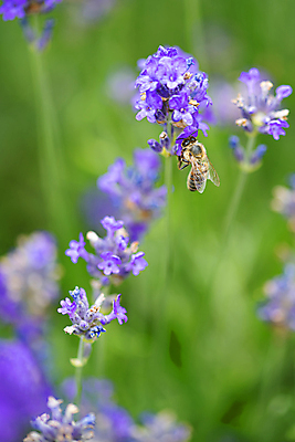 포토 JPG 해외이미지 식물 계절 꽃 분홍색 곤충 밭 사람없음 야외 초록색 파란색 컬러풀 정원 보라색 성장 벚꽃 신선 개화 닫기 수집 허브 제비꽃 향수 향기 아로마 꿀 아로마테라피 라벤더 내추럴 해외202009 해외포토 동물 컬러 농업 모션 화장품 냄새 테라피 파일형식