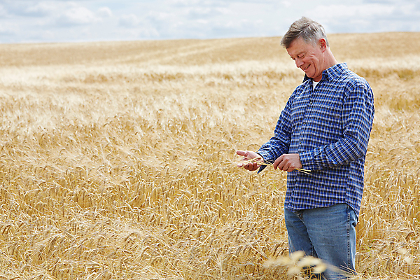 포토 JPG 해외이미지 백인 남자 행복 중년 밭 농업 한명 야외 가로 농작물 수확 작업 60대 농부 밀 밭일 카피스페이스 세련 해외202009 해외포토 서양인 직업 1 노년 감정 산업 곡류 사람 성인 공백 파일형식