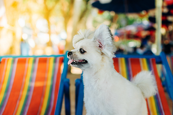 포토 JPG 해외이미지 한마리 여행 의자 앉기 사람없음 야외 아웃포커스 반려동물 개 해외202009 해외포토 동물 1 가구 포유류 모션 촬영기법 파일형식