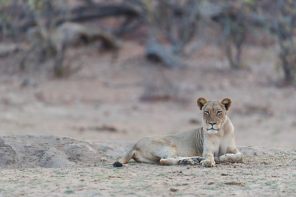 포토 JPG 해외이미지 동물 1 공원 여자 야생동물 포즈 아프리카 자연 아침 털 사람없음 옆모습 머리 고양이 힘 젖음 오픈 입 황무지 황금 치아 위험 사자 큼 빗방울 사파리 육식동물 사자자리 공격적 남아프리카 전국 해외202009 해외포토 주간 공공시설 나라 뷰포인트 컨셉 포유류 사람 신체부위 반려동물 별자리 소화기관 비_날씨 크기 생태계 파일형식