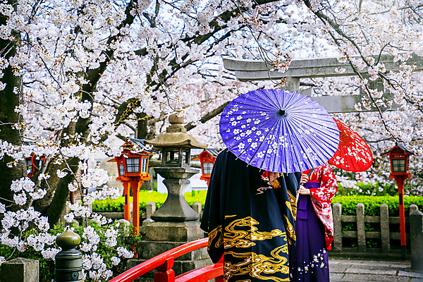 포토 JPG 해외이미지 나무 식물 1 전통 드레스 옷 공원 여자 꽃 아시아 문화 분홍색 여행 우산 자연 미소 사람 동양인 야외 두명 빨간색 컬러풀 유행 정원 일본 중국 봄 벚꽃 체리 도쿄 기모노 교토 혼자 해외202009 해외포토 계절 공공시설 나라 컬러 과일 표정 인종 일본전통의상 생태계 파일형식