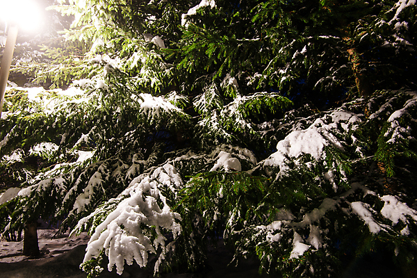 포토 JPG 해외이미지 나무 계절 공원 백그라운드 크리스마스 겨울 벤치 자연 휴가 풍경 사람없음 야외 목재 파란색 빛 평화 냉동 얼음 어둠 추위 흰색 등불 램프 눈송이 야간 숲 시원함 12월 서리 장면 1월 2월 폭설 눈내림 해외202009 해외포토 자연요소 식물 공공시설 기념일 컬러 컨셉 의자 재료 조명 눈_날씨 날짜 자연재해 생태계 파일형식
