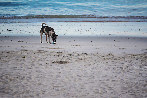 포토 JPG 해외이미지 응시 모래 바다 백그라운드 포유류 태국 바람 생물 종류 사랑 서기 경비 사람없음 야외 반려동물 평화 우정 금지 하트 구출 개 고독 야간 배고픔 집중 싱글 코 귀 의견 송곳니 경보 섬광 헬프 혼자 해외202009 해외포토 레이스천 자연요소 모양 동물 시선 감정 아시아 컨셉 모션 날씨 안전 신체부위 친구 직물 도움 치아 보호 파일형식