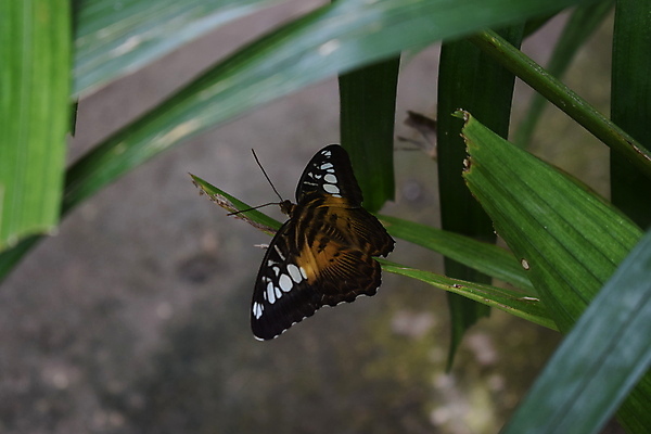 포토 JPG 해외이미지 동물 꽃 야생동물 섬 나비 곤충 백그라운드 잎 꽃무늬 날개 오렌지 자연 실내 사람없음 빨간색 초록색 여름 파란색 컬러풀 농장 정원 검은색 봄 벚꽃 닫기 보케 꿀 고립 동물상 해외202009 해외포토 식물 계절 컬러 무늬 농업 과일 모션 내부 조형물 생태계 파일형식