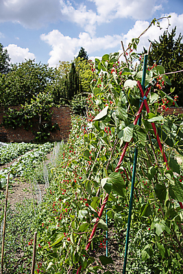 포토 JPG 해외이미지 식물 계절 꽃 음식 줄기 백그라운드 잎 밭 농업 채소 과일 자연 하늘 콩 건강 사람없음 야외 빨간색 초록색 농작물 농장 정원 수확 성장 덮개 시골 신선 도시 구부린 유기농 원예 완두콩 내추럴 프랑스어 꼬투리 대두 밭일 숙성 채식주의자 해외202009 해외포토 문자 웰빙 산업 컬러 모션 곡류 취미 뚜껑 생태계 채식 파일형식