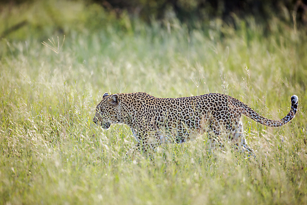 포토 JPG 해외이미지 동물 야생동물 포유류 모션 아프리카 자연 국립공원 풍경 사람없음 가로 걷기 고양이 황무지 보호 사파리 육식동물 표범 남아프리카 보츠와나 보호구역 해외202009 해외포토 멸종위기종 공원 나라 컨셉 반려동물 생태계 구역 파일형식