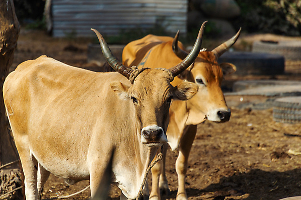 포토 JPG 해외이미지 동물 농업 포유류 아프리카 자연 털 뿔 서기 사람없음 야외 농장 갈색 머리 가축 시골 소 동물상 반추동물 해외202009 해외포토 나라 산업 컬러 모션 신체부위 조형물 생태계 파일형식