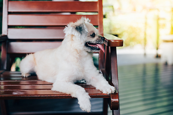 포토 JPG 해외이미지 한마리 여행 의자 앉기 사람없음 야외 반려동물 개 해외202009 해외포토 동물 1 가구 포유류 모션 파일형식