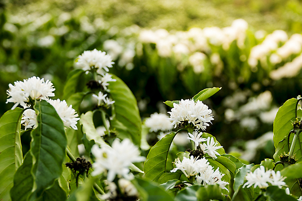 포토 JPG 해외이미지 나무 식물 열매 꽃 산업 커피 음료 음식 백그라운드 잎 농업 과일 자연 추상 콩 사람없음 야외 가로 초록색 여름 농장 수확 성장 벚꽃 흰색 나뭇가지 신선 주식 숲 굽기 유기농 내추럴 단절 무료 숙성 아라비카 카페인 해외202009 해외포토 웰빙 계절 컬러 무늬 곡류 금융 구이 생태계 파일형식