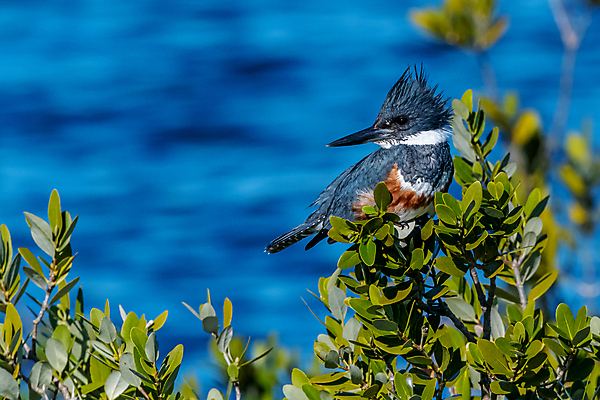 포토 JPG 해외이미지 주간 야생동물 조류 사람없음 야외 아웃포커스 파란색 물새 물총새 해외202009 해외포토 자연요소 동물 컬러 촬영기법 파일형식