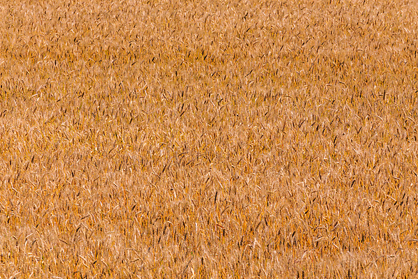 포토 JPG 해외이미지 식물 음식 빵 백그라운드 패턴 밭 농업 자연 건조 맥주 씨앗 풍경 사람없음 야외 여름 빛 농작물 햇빛 농장 농경지 노란색 환경 맑음 수확 성장 시골 황금 낟알 시리얼 가득함 유기농 질감 날카로움 보리 귀 멀리 내추럴 밭일 숙성 호밀 해외202009 해외포토 웰빙 계절 산업 컬러 무늬 날씨 곡류 주류 신체부위 태양 생태계 파일형식