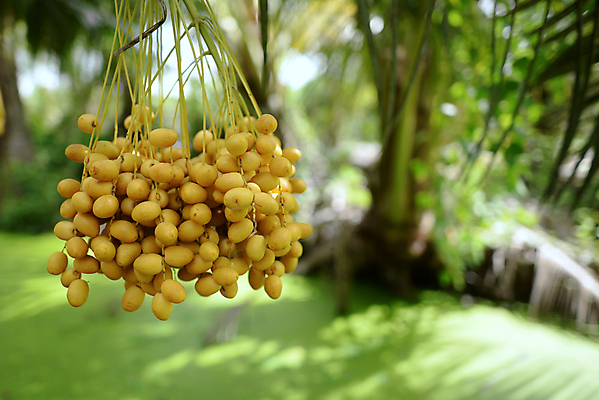 포토 JPG 해외이미지 나무 식물 계절 음식 백그라운드 농업 과일 자연 매달리기 건강 손바닥 사람없음 야외 컬러풀 농장 노란색 정원 사막 수확 나뭇가지 신선 달콤 다발 비타민 숙성 영원 이국적 바삭바삭 맛있는 해외202009 해외포토 손 산업 컬러 컨셉 모션 맛 생태계 영양소 파일형식