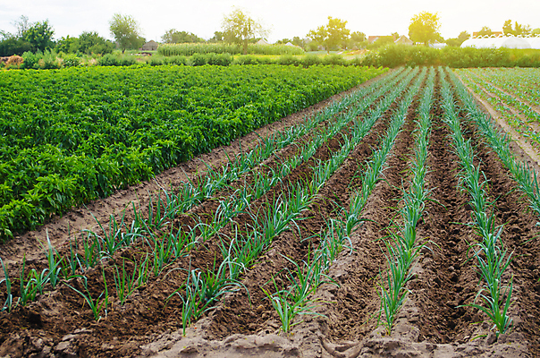 포토 JPG 해외이미지 식물 계절 산업 음식 밭 농업 채소 자연 양파 건강 풍경 사람없음 초록색 여름 농작물 농장 농경지 세일 흙 수확 성장 시골 신선 땅 유기농 원예 부추 내추럴 돌봄 땅바닥 밭일 줄서기 효율 세련 개조 해외202009 해외포토 웰빙 컬러 컨셉 모션 바닥 취미 생태계 파일형식