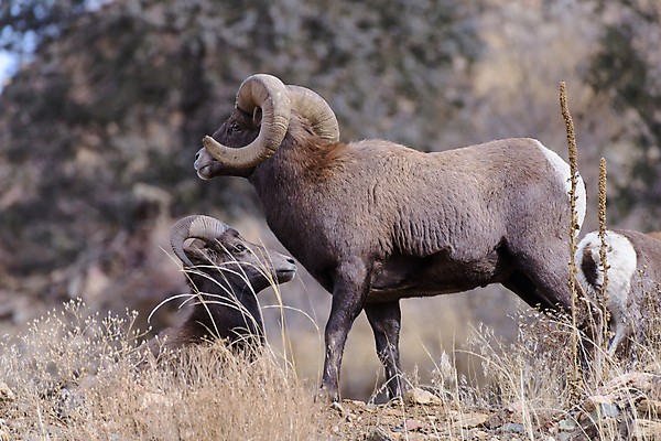 포토 JPG 해외이미지 여자 남자 어린이 모래 겨울 포유류 털 뿔 사람없음 빛 태양 힘 들꽃 가을 붓 양 뜨거움 소 군중 먹기 바퀴자국 냄새 문학 암초 송아지 램 어려움 옛날 콜로라도 해외202009 해외포토 자연요소 동물 계절 꽃 새끼 자국 모션 사람 미국 파일형식