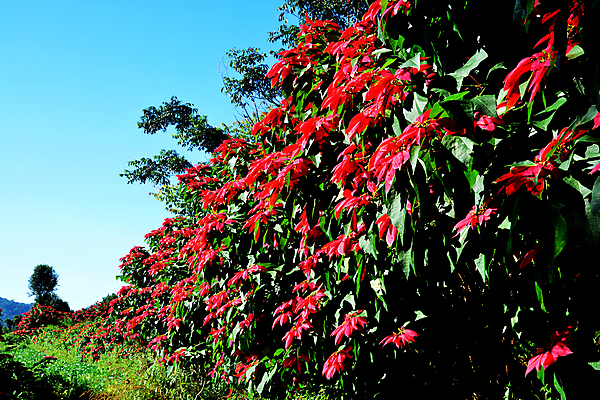 포토 JPG 해외이미지 나무 식물 꽃 별 문화 백그라운드 잎 크리스마스 꽃무늬 가족 자연 휴가 부활절 기념 사람없음 장식 빨간색 초록색 컬러풀 정원 물방울 축하 닫기 이슬 12월 심볼 상업 포인세티아 내추럴 세련 해외202009 해외포토 자연요소 기념일 컬러 컨셉 무늬 관계 모션 날짜 생태계 파일형식