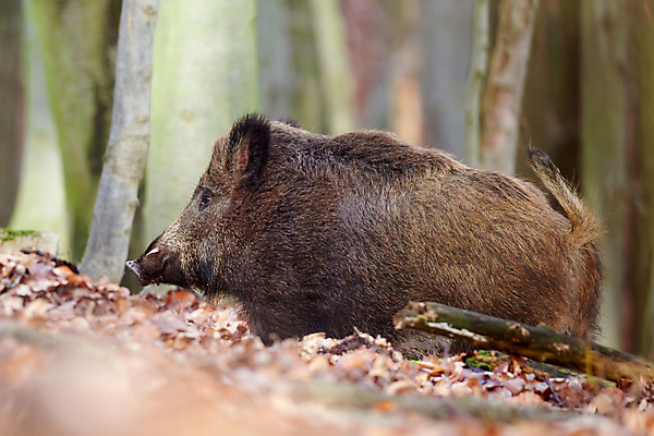 포토 JPG 해외이미지 동물 남자 여유 야생동물 백그라운드 곰 포유류 자연 생물 털 서기 사람없음 야외 가로 세계 갈색 평화 펼침 신선 돼지 주식 숲 위험 무서움 수줍음 사냥 귀 주둥이 경보 공격적 무료 요금 테마 해외202009 해외포토 감정 컬러 컨셉 모션 사람 신체부위 금융 생태계 파일형식