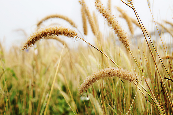 포토 JPG 해외이미지 주간 식물 구름 계절 꽃 아시아 여행 백그라운드 잎 밭 태국 자연 하늘 거리 건조 갈대 동양인 초원 사람없음 야외 여름 햇빛 농장 농경지 노란색 활발 수확 시골 개화 저녁 언덕 복고 내추럴 해외202009 해외포토 자연요소 나라 컬러 컨셉 농업 인종 태양 야간 생태계 파일형식