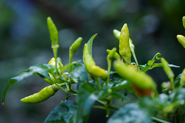 포토 JPG 해외이미지 식물 음식 백그라운드 잎 꽃무늬 밭 채소 재료 고추 아침 주택 건강 사람없음 초록색 빛 태양 정원 맑음 추위 가을 신선 뜨거움 닫기 먹기 향신료 만족 유기농 매움 날것 슛 후추 밭일 화창 해외202009 해외포토 주간 자연요소 웰빙 계절 꽃 감정 컬러 무늬 농업 모션 날씨 건물 맛 향미료 파일형식