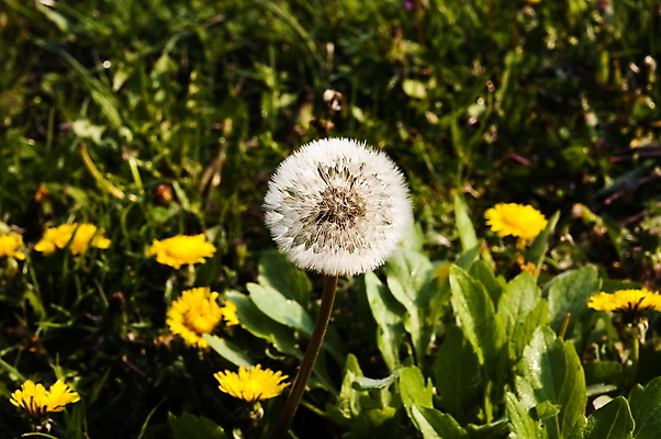 포토 JPG 해외이미지 식물 디자인 계절 꽃잎 꽃 백그라운드 패턴 밭 농업 자연 추상 잔디 사람없음 야외 초록색 태양 약 농장 노란색 머리 환경 정원 봄 성장 벚꽃 흰색 시골 신선 민들레 불기 허브 질감 내추럴 해외202009 해외포토 자연요소 산업 컬러 무늬 의학 모션 신체부위 생태계 파일형식
