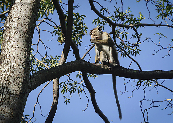 포토 JPG 해외이미지 나무 식물 동물 응시 계절 공원 여행 잎 포유류 자연 하늘 지붕 털 요리사모자 앉기 사람없음 야외 초록색 여름 파란색 갈색 정원 봄 나뭇가지 원숭이 숲 작음 인도인 먹기 꼬리 유인원 내추럴 스리랑카 힌두교 해외202009 해외포토 외국인 모자_잡화 시선 공공시설 아시아 종교 컬러 모션 동양인 요리사 크기 생태계 파일형식