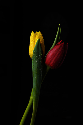 포토 JPG 해외이미지 스튜디오촬영 식물 디자인 계절 꽃잎 꽃 줄기 검은배경 사랑 사람없음 컬러풀 정원 사진촬영 봄 낭만 튤립 성장 닫기 향기 내추럴 완벽 취급주의 카피스페이스 해외202009 해외포토 감정 컬러 백그라운드 컨셉 모션 실내 경고 검은색 촬영 공백 냄새 파일형식