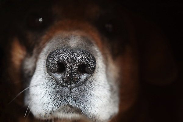 포토 JPG 해외이미지 동물 1 응시 여자 행복 얼굴 백그라운드 밭 포유류 털 실내 피곤 성인 사람없음 야외 가로 초록색 반려동물 머리 우주 검은색 황금 우아함 개 골든리트리버 리트리버 래브라도리트리버 혀 슛 송곳니 기르기 땅바닥 복종 옛날 유래 해외202009 우호적 해외포토 시선 감정 컬러 컨셉 농업 바닥 사람 내부 신체부위 입 치아 돌봄 파일형식