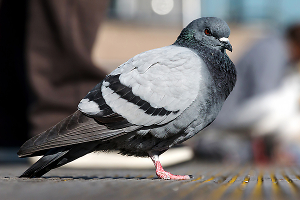 포토 JPG 해외이미지 동물 1 야생동물 백그라운드 자연 조류 서기 사람없음 옆모습 회색 흰색 도시 닫기 비둘기 해외202009 해외포토 뷰포인트 컬러 모션 생태계 파일형식