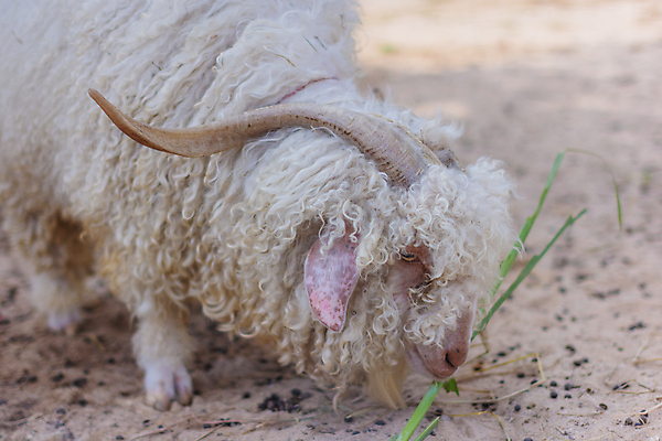 포토 JPG 해외이미지 동물 동물원 사람없음 농장 흰색 양 양고기 K 해외202009 해외포토 알파벳 컬러 농업 포유류 육류 파일형식