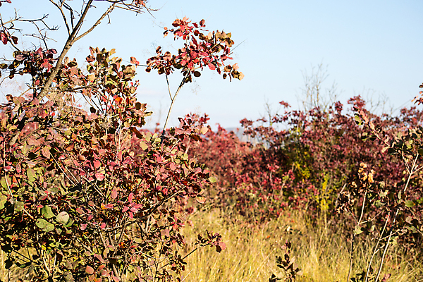 포토 JPG 해외이미지 나무 계절 공원 길 백그라운드 단풍 잎 오렌지 자연 아침 풍경 사람없음 야외 목재 빨간색 빛 컬러풀 햇빛 태양 노란색 일출 일몰 새벽 활발 수확 안개 광선 가을 나뭇가지 시골 황금 저녁 숲 장면 내추럴 강렬 뿌연 옛날 해외202009 해외포토 주간 자연요소 식물 공공시설 컬러 컨셉 농업 과일 재료 날씨 노을 야간 생태계 파일형식