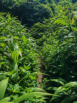 포토 JPG 해외이미지 나무 계절 공원 도로 길 지구 줄기 백그라운드 잎 자국 자연 그림자 이끼 풍경 사람없음 야외 목재 초록색 여름 빛 컬러풀 햇빛 태양 갈색 환경 맑음 침묵 봄 하이킹 가을 시골 소나무 숲 오솔길 땅 먼지 내추럴 방법 가문비나무 해외202009 해외포토 자연요소 식물 공공시설 컬러 재료 교통시설 레저 날씨 소리 생태계 파일형식
