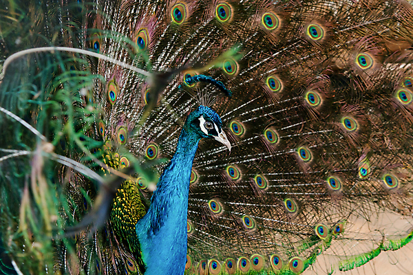 포토 JPG 해외이미지 동물 남자 야생동물 백그라운드 패턴 자연 조류 사람없음 장식 초록색 파란색 컬러풀 머리 활발 펼침 의식 우아함 공작 깃털 묘사 즐거움 질감 꼬리 부리 번짐 보여주기 동물상 터키석 해외202009 해외포토 감정 컬러 컨셉 무늬 모션 사람 신체부위 조형물 보석 생태계 파일형식 효과
