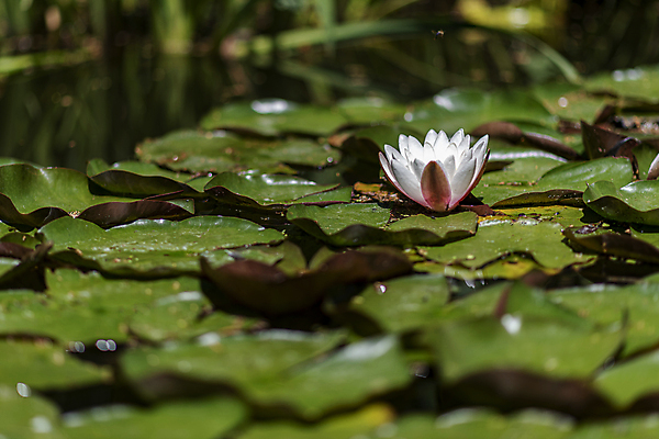 포토 JPG 해외이미지 식물 꽃잎 꽃 호수 분홍색 백그라운드 잎 꽃무늬 자연 연꽃 사람없음 초록색 물 여름 노란색 정원 벚꽃 흰색 연못 개화 백합 내추럴 해외202009 해외포토 자연요소 계절 컬러 무늬 생태계 파일형식