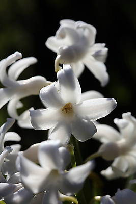 포토 JPG 해외이미지 식물 접시 계절 꽃 화분 잎 꽃무늬 농업 전구 자연 부활절 이끼 사람없음 장식 초록색 파란색 노란색 정원 보라색 봄 성장 벚꽃 인사 신선 업무 개화 원예 데이지 화단 부드러움 내추럴 심기 히아신스 해외202009 해외포토 식기 기념일 산업 컬러 무늬 모션 취미 예절 작업 감각 생태계 파일형식