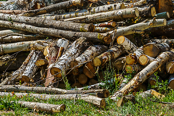 포토 JPG 해외이미지 나무 산업 패턴 자연 건조 사람없음 야외 목재 쌓기 환경 시골 원형 주식 숲 장작 자르기 날것 통나무 나무껍질 연료 수납 자작나무 자원 잡동사니 흙더미 내추럴 벌목 생태학 수목 접기 많음 해외202009 해외포토 도형 식물 교육 컨셉 무늬 재료 모션 금융 흙 껍질 생태계 파일형식 더미
