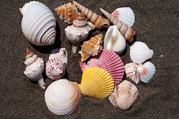 포토 JPG 해외이미지 동물 모래 바다 여행 백그라운드 자연 휴가 조개 사람없음 여름 컬러풀 갈색 환경 사막 껍질 흰색 수집 기념품 가리비 파라다이스 해외202009 해외포토 계절 컬러 어패류 오브젝트 생태계 파일형식