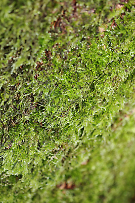 포토 JPG 해외이미지 나무 식물 계절 백그라운드 잎 패턴 자연 표면 날씨 추상 새로움 생물 이끼 사람없음 목재 가로 초록색 컬러풀 환경 정원 성장 가을 바위 나뭇가지 시골 시간 거친 숲 낟알 묘사 생태계 질감 생물학 나무껍질 내추럴 옛날 정물화 화강암 해외202009 해외포토 교육 컬러 컨셉 무늬 재료 껍질 암석 돌_바위 그림 파일형식