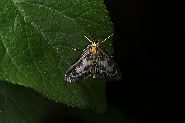 포토 JPG 해외이미지 나무 식물 동물 얼굴 야생동물 곤충 잎 패턴 신체 날개 오렌지 자연 검은배경 휴식 생물 흑백 사람없음 야외 초록색 환경 정원 검은색 닫기 야간 묘사 생태계 서식지 나방 내추럴 복잡 카피스페이스 해외202009 해외포토 자연요소 컬러 백그라운드 컨셉 무늬 과일 모션 촬영기법 신체부위 공백 파일형식